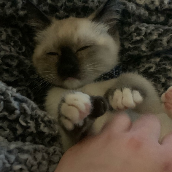 Meet your Posher, Wren - Picture 1 of 1